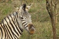Zebra