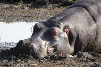 Hippopotamus