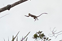 Squirrel Monkey