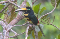 Toucan