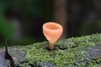 Cup Mushroom