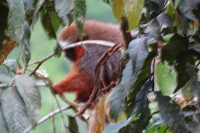Howler Monkey