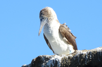 Blue-Footed Boobie