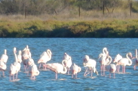 Flamingos