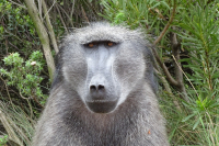 Baboon