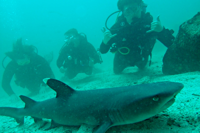 Divers and Shark
