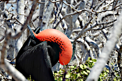 Male Frigate Bird on Display