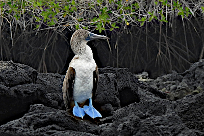 Blue-Footed Booby (2)