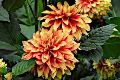 Flowers
