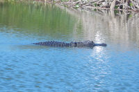 Gator