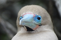 Red-Footed Boobie