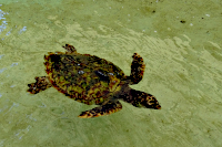 Hawksbill Turtle