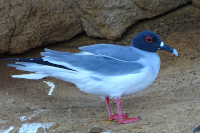 Swallow-Tailed Gull