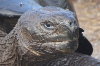Giant Tortoise