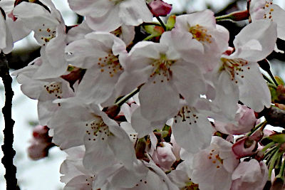 Blossoms