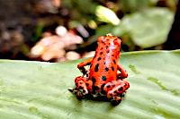 Red Frog