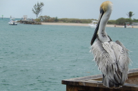 Pelican