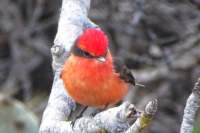 Vermillion Flycatcher