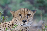 Cheetah
