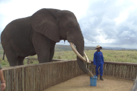 Elephant