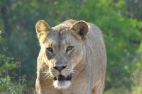 Lioness