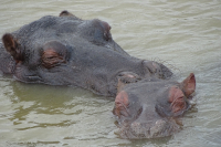 Hippopotamuses