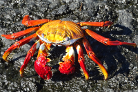 Sally Lightfoot Crab