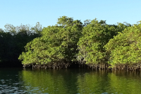 Black Turtle Cove
