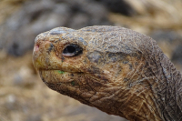 Giant Tortoise
