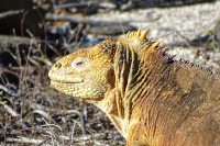Land Iguana