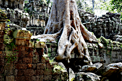 Tree in Ta Prohm