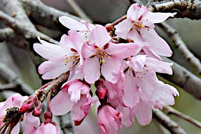 Blossoms